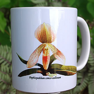 mug DS-015 Paph conco-callosum 7034.jpg